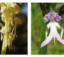 À descoberta de orquídeas silvestres e outras raridades