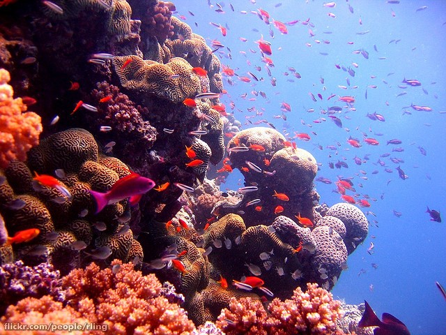 grande barreira de coral