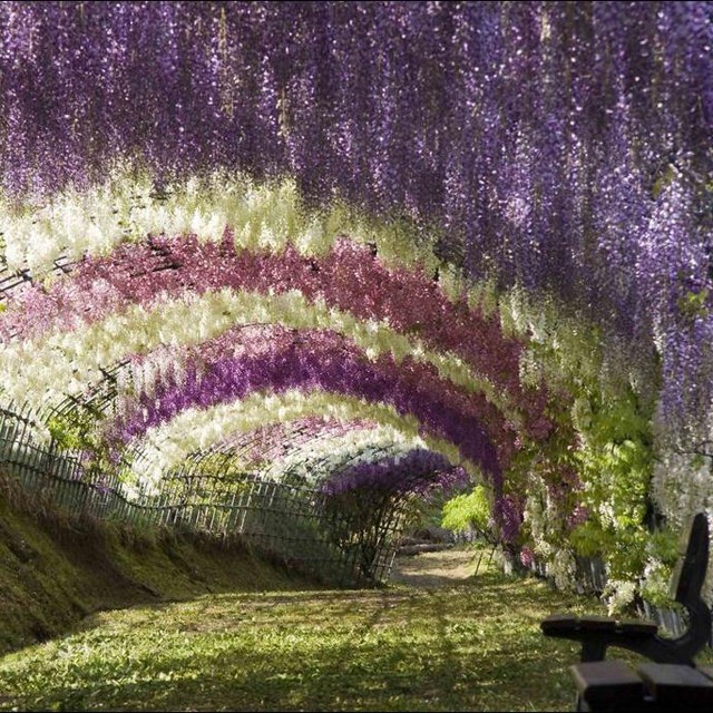 túnel em flor